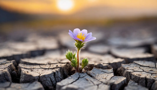 Résilience et feelgood